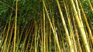 Bamboo