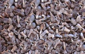 Palm Kernel Shell