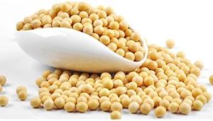 Soybean Seeds