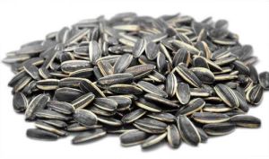 Sunflower seeds