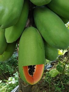 calina ipb9 papaya seed