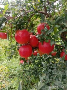 Fresh pomegranate