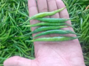 Fresh Green Chilli