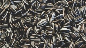 Sunflower Seeds