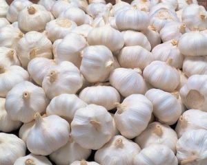 Fresh Garlic