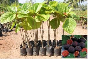 Anjeer Plant