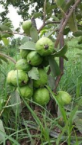 Taiwan Seedless Guava Plant