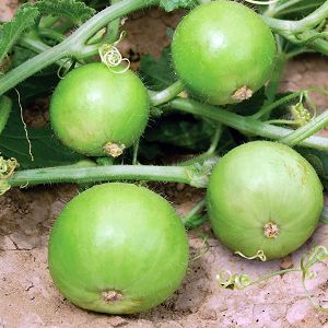 Fresh Apple Gourd