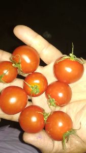 Cherry Tomato