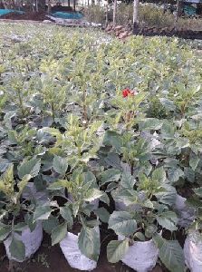 Dahlia Flower Plant