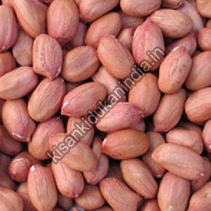 Groundnut Seeds