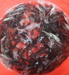 Pangasius Fish Seeds