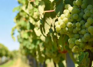 Fresh Green Grapes