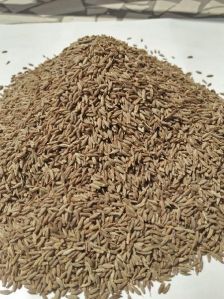 Cumin Seed