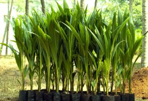 Hybrid Coconut Plants