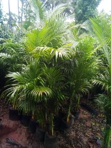 Areca Palm Plants