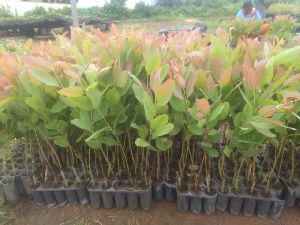 eucalyptus plants