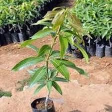 Mango Plants