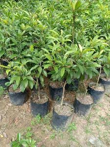 Kali Patti Chiku Plants