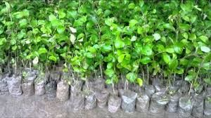 Apple Ber Plants