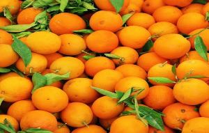 Fresh Orange