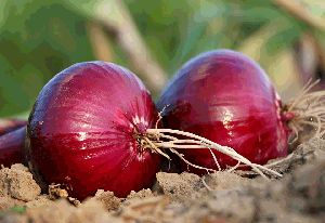 Fresh Shallot Onion