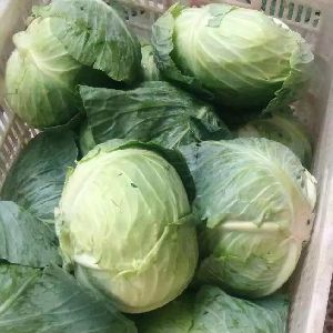 Fresh Cabbage