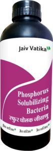 Phosphate Solubilizing Bacteria