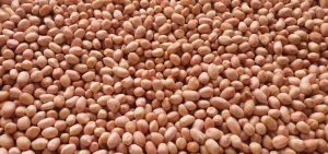 Groundnut Seed