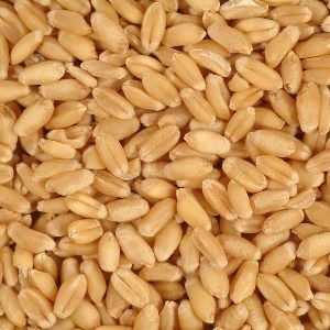 Wheat Seeds