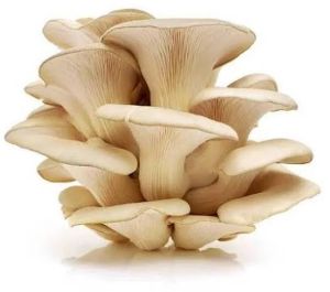 Oyster Mushroom