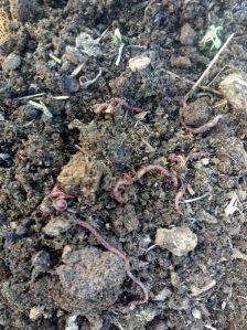 Earthworms