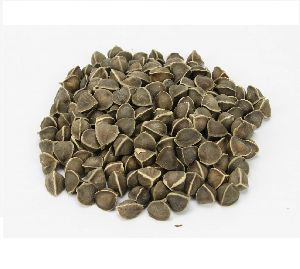 Moringa Seeds