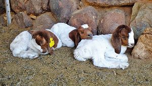 boer goats