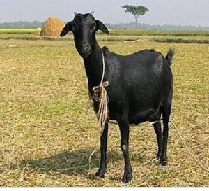Bengal goats