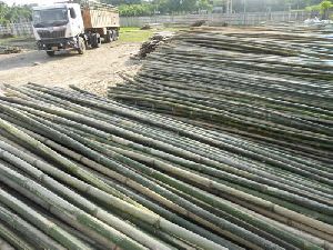 Andhra Bamboo Logs