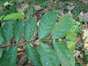 Salacia Reticulata Leaves