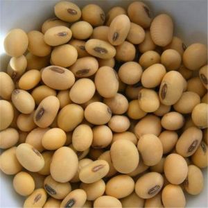 Soya Bean