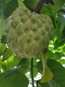 Custard Apple