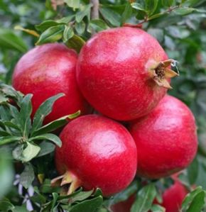 Fresh Pomegranates