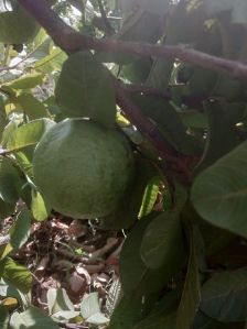 guava fruit