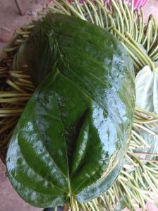 Betel Leaf