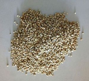 Millet Seeds