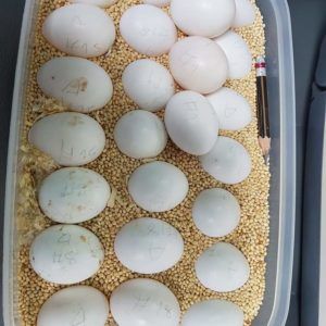 Fertile Cockatoos Parrot Eggs