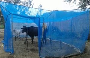 HDPE Insecticide Impregnated Nets