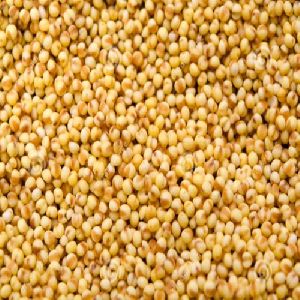 foxtail millets