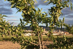 Almond Plant