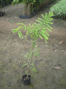 Amla Plant