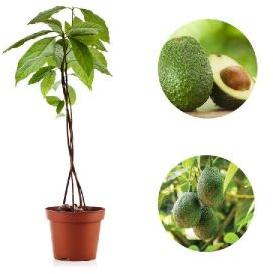 Avocado plant