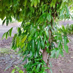 Cinnamon Plant